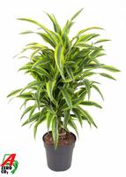 Dracaena Lemon Lime branched