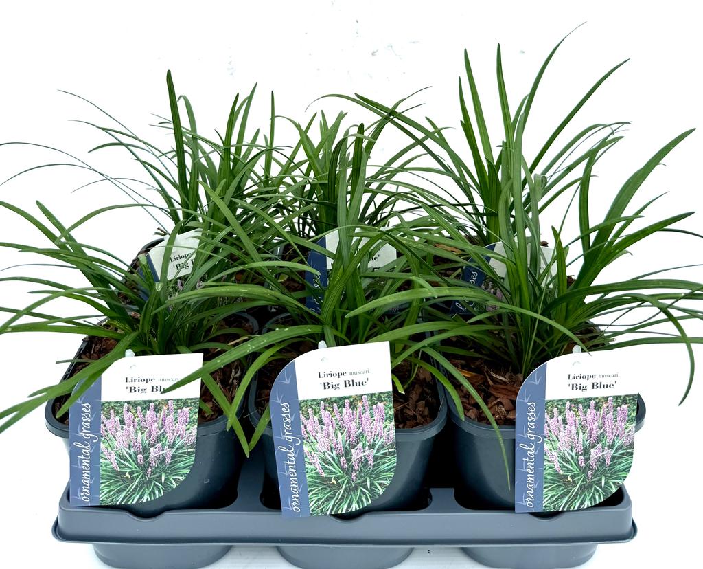 Picture of Liriope muscari Big Blue P17 (2 Ltr)