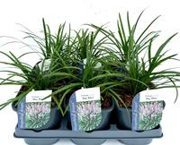 Liriope musc. Big Blue