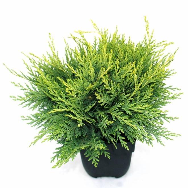 Picture of Chamaecyparis lawsoniana Sunkist P17 (2 Ltr)