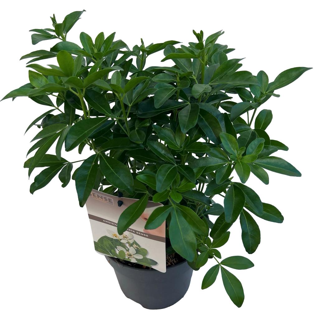 Picture of Choisya Ternata P17 (2 Ltr)