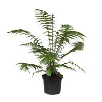 Dicksonia Antarctica (tasmanian tree fern)
