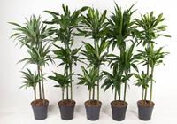 Dracaena dremensis in varieties 90-60-30 (MIXDR96315)