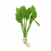 Echinodorus paniculatus BUNDEL 5cm Tray 10 × 60 £ 1.64 (Tray) £ 1.62 Shelf £ 1.61 Trolley Tray £ 1.64 × 10 (0.3%)