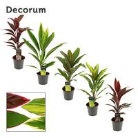 Cordyline in varieties