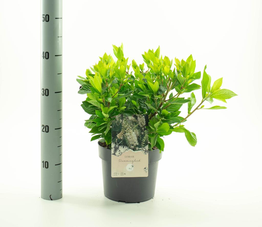 Picture of Clethra aln. Hummingbird P19 (3 Ltr)