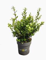 Ilex cr. Dark Green