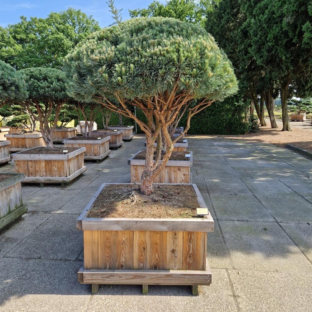 Picture of Pinus sylvestris Watereri 100-X-100 175/+