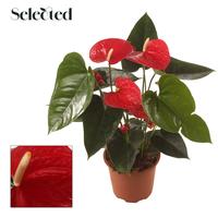 Anthurium Easy Red Selected