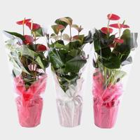 Anthurium in 3 colours varieties in cloth Rondello
