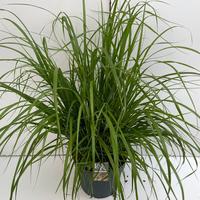 Pennisetum al. Viridescens