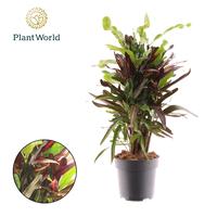 Codiaeum (Croton) Mammi branched