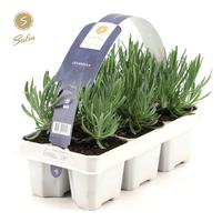 Lavandula angustifolia 6-PACKS - Piece × 18 - £ 4.05 Shelf £ 3.94 Trolley