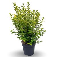 Ligustrum ovalifolium Aureum