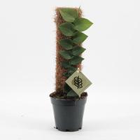 Rhaphidophora Hayi