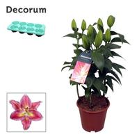 Lilium oriental Reeleeze 3PP