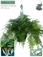 Humata tyermannii Bunny