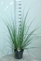 Cortaderia sell. Pumila