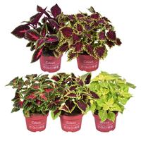 Coleus Main street in varieties