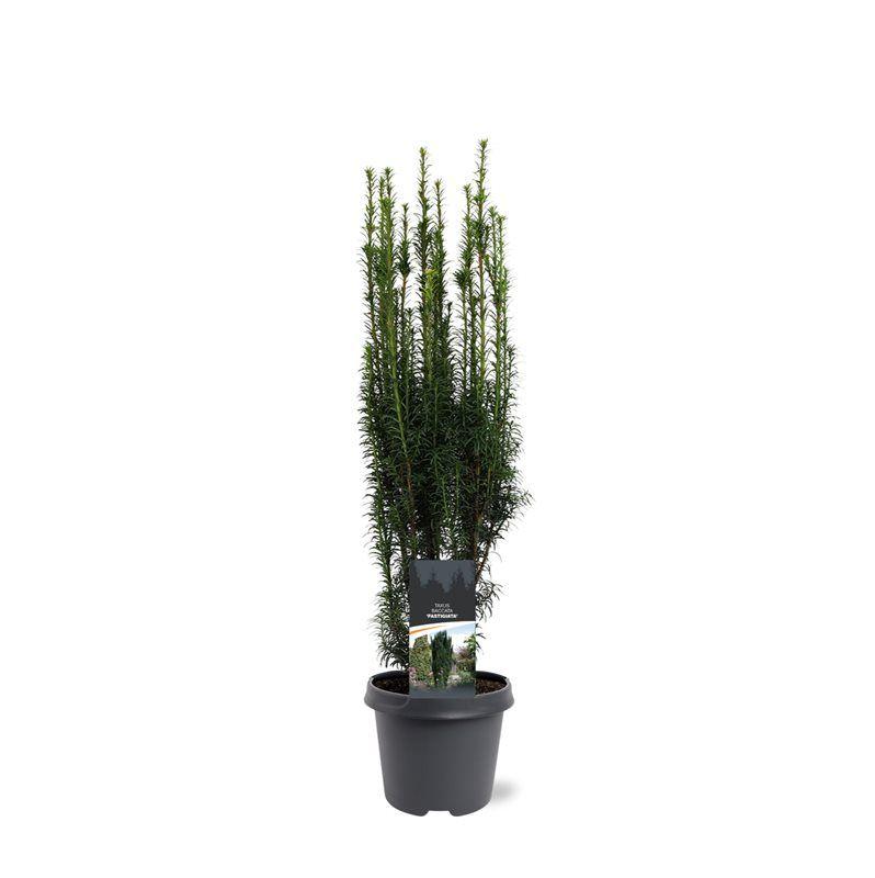 Picture of Taxus baccata Fastigiata P23 (5 Ltr)