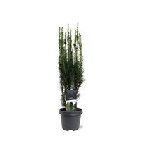 Taxus baccata Fastigiata