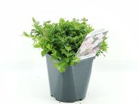 Spiraea jap. Little Princess