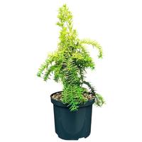 Taxus b. Dovastonii Aurea