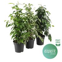Ficus benjamina Royal varieties