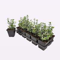 Euonymus fort. Emerald Gaiety