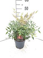 Nandina d. Magical Sunrise® (= Sienna Sunrise)