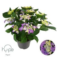 Hydrangea macr. Lacecap Blue