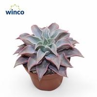 Echeveria Madiba