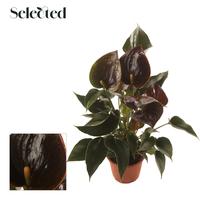 Anthurium Chelsey Chocolate Selected