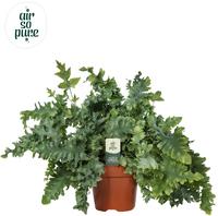 Phlebodium Davana -Air So Pure (INDOOR)