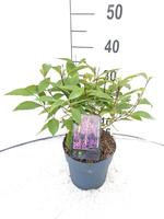 Callicarpa bod. Profusion
