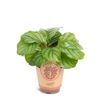 Calathea ´Orbifolia´
