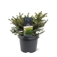 Picea abies Nidiformis