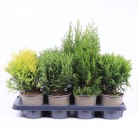 Thuja in varieties