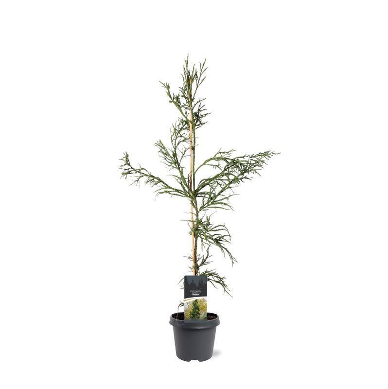 Afbeeldingen van Cryptomeria japonica Rasen P23 (5 Ltr)