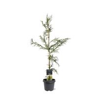 Cryptomeria jap. Rasen