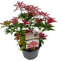 Pieris jap. Mountain Fire