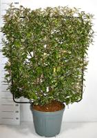 Elaeagnus ebbingei