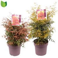 Nandina domestica in varieties