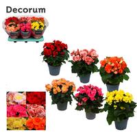 Begonia eliator in 5 colour varieties