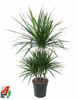 Dracaena marginata 45-carrousel