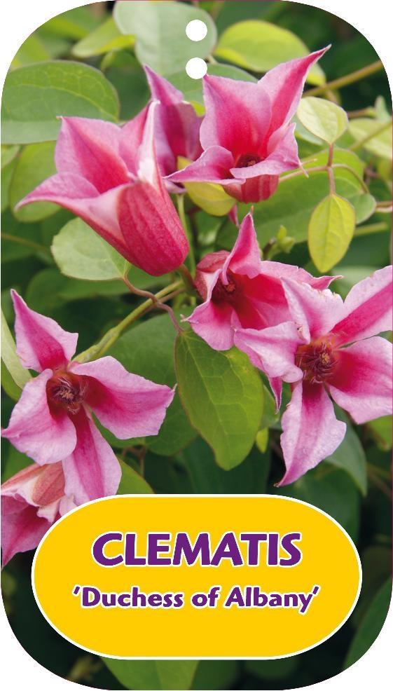 Picture of Clematis Duchess of Albany P15 (2 Ltr/high) 80/100