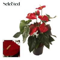Anthurium Famous Red Selected