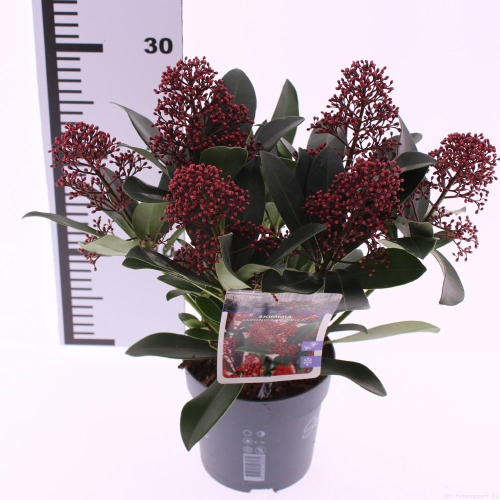 Obrázek Skimmia jap. Rubella P13 30CM