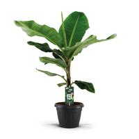 Musa Dwarf Cavendish XL decopot