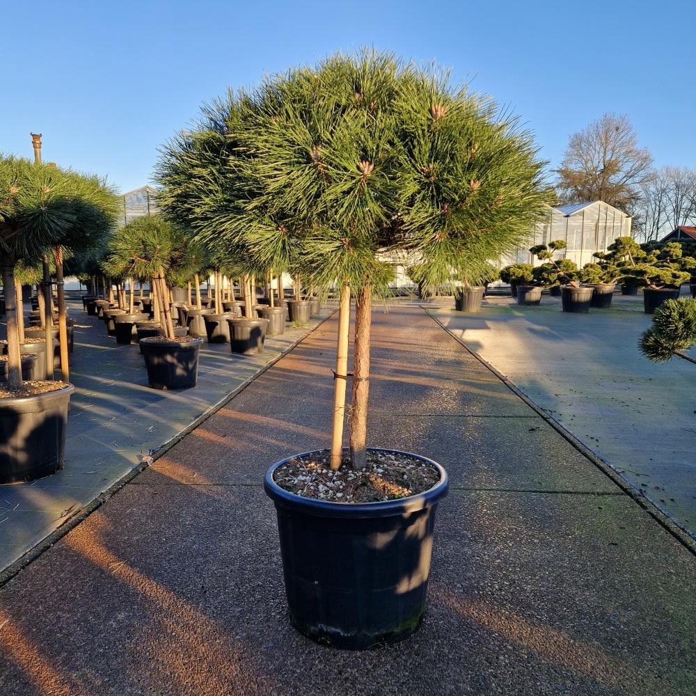 Picture of Pinus nigra Brepo C45 50/STD